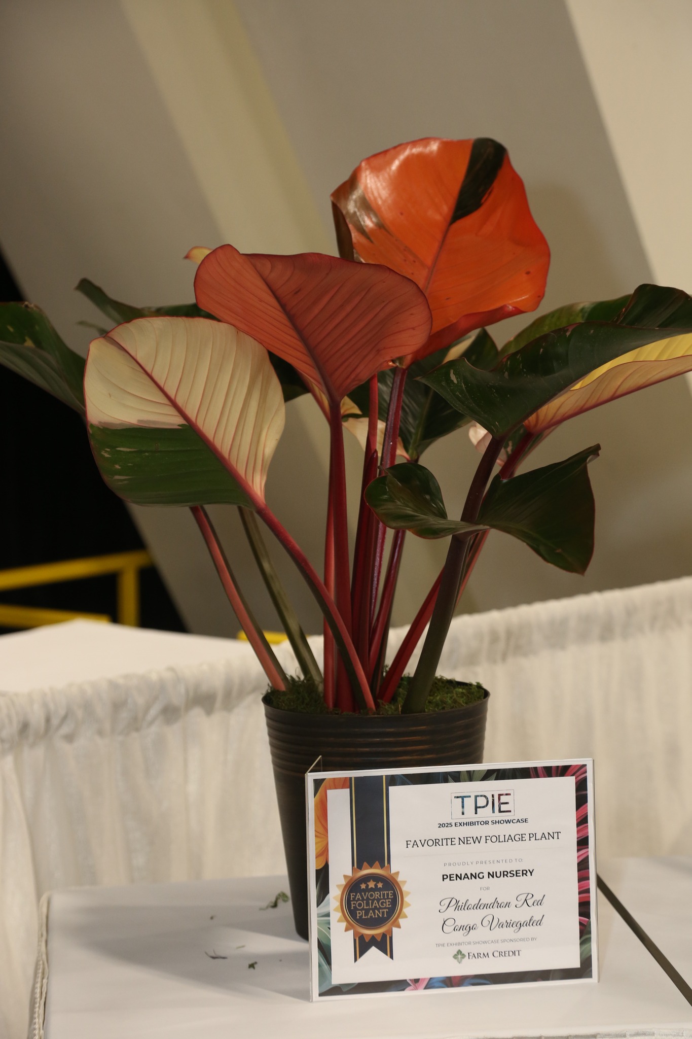 Philodendron Red Congo Variegated